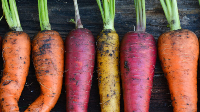 Colorful carrots recently plucked from soil lay on a table