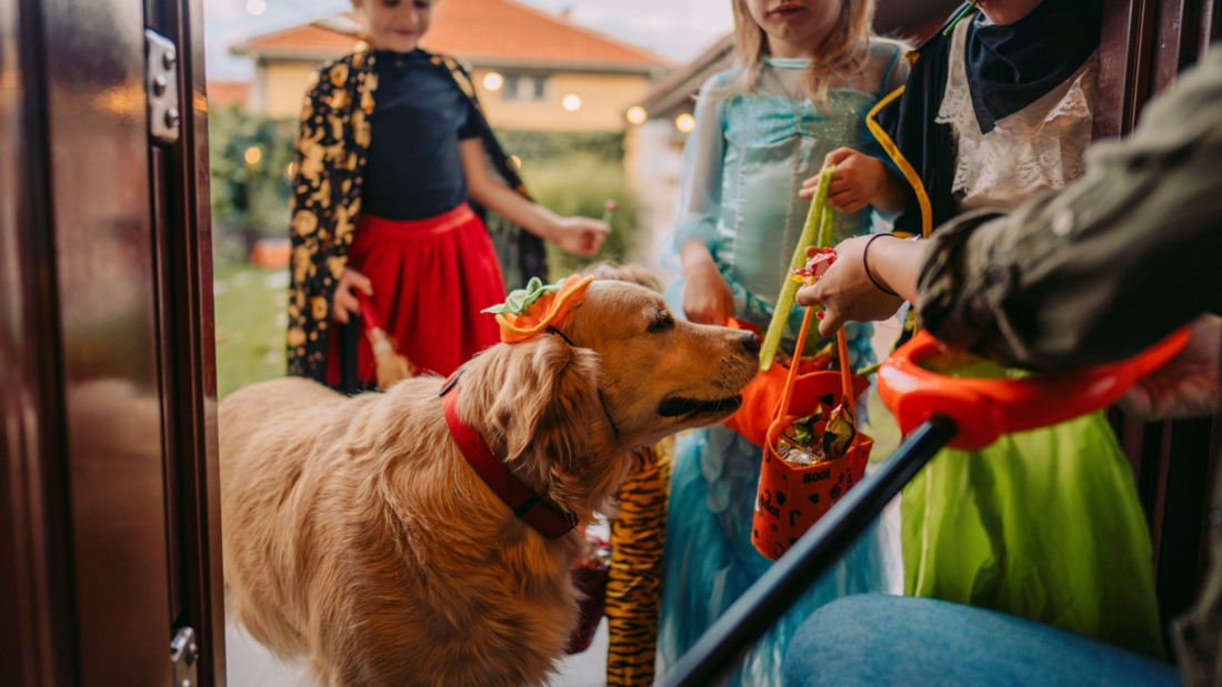 iStock-1178984307__1.jpg