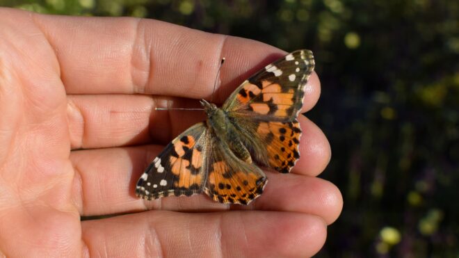 butterfly
