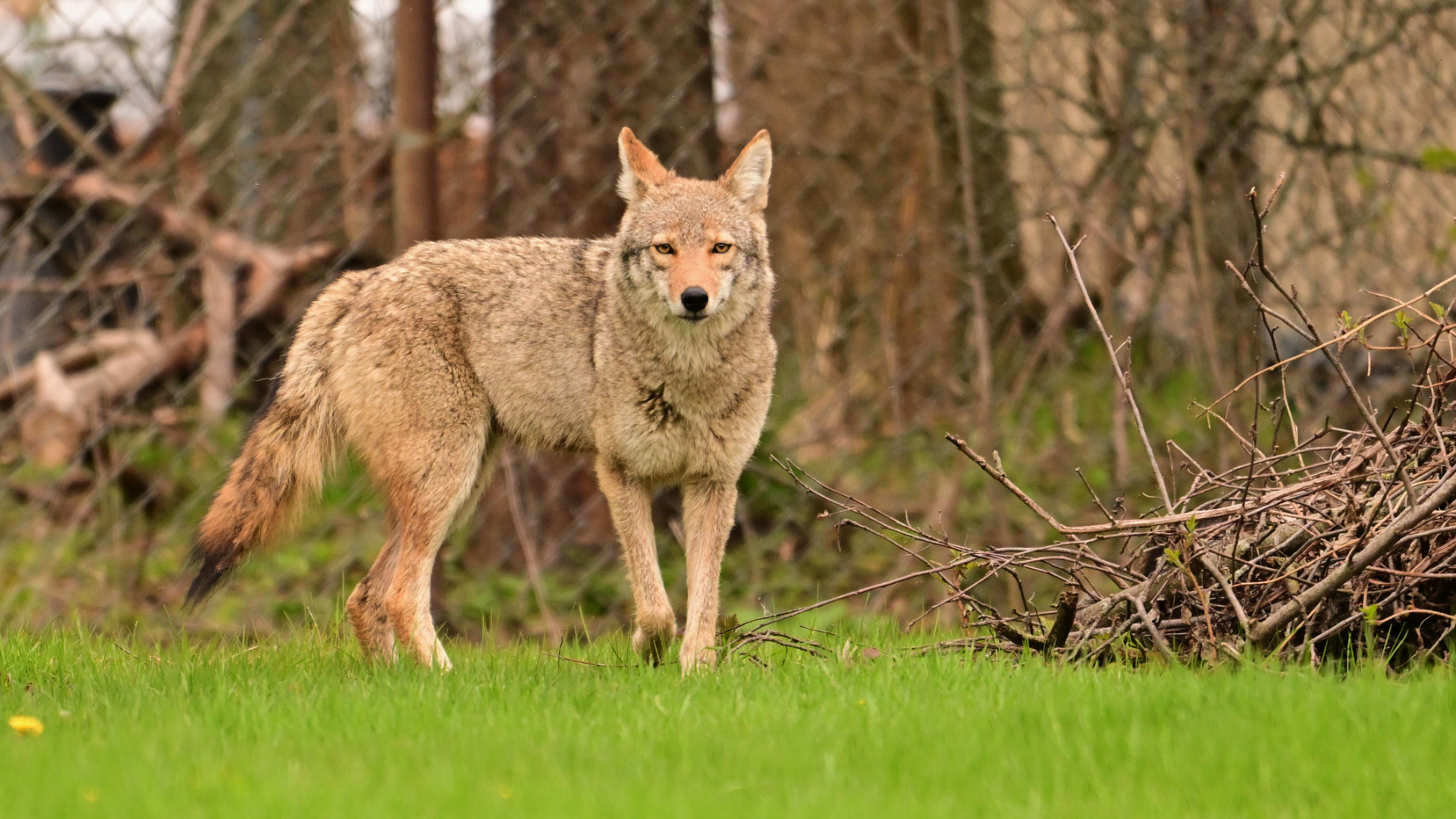 coyote in front of fence and woods