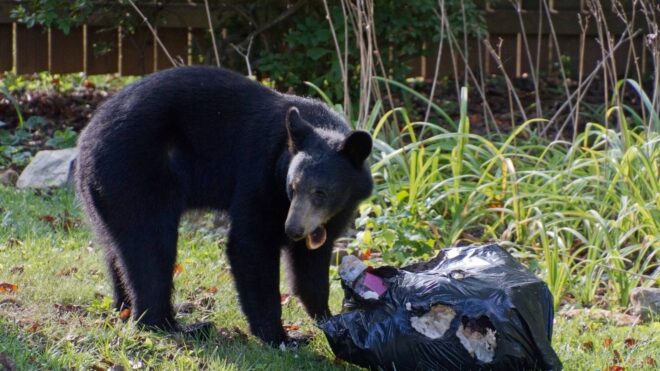 Father Arrested For Shooting Bear