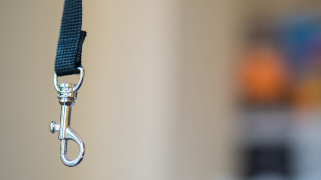 dog leash