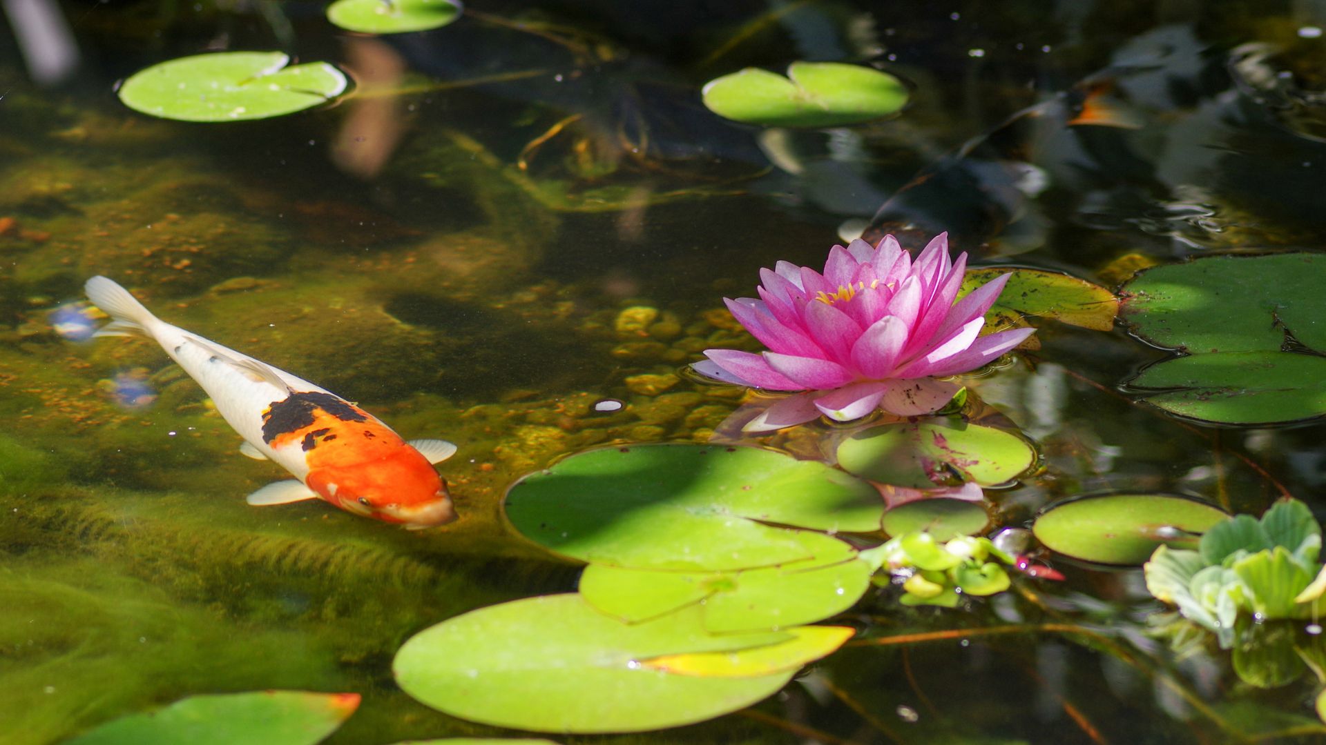 koi pond