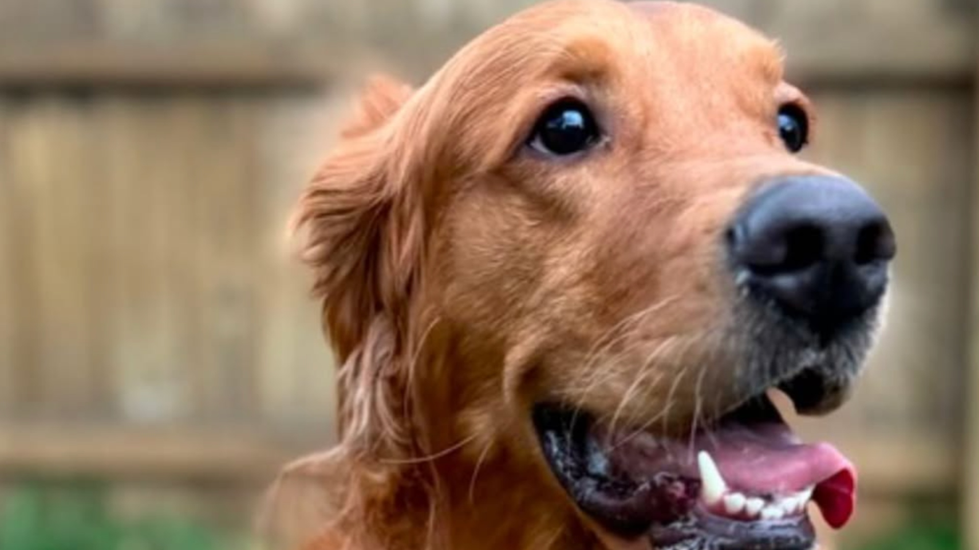zoie the golden