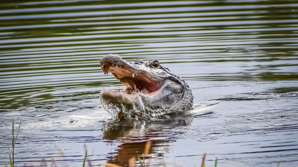 alligator kills