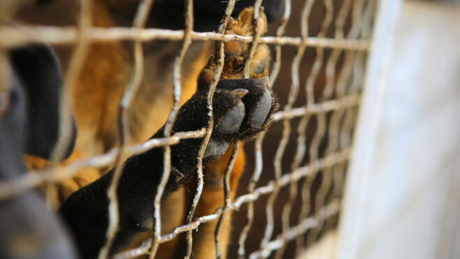 Abandoned dogs in the kennel,homeless dogs behind bars in an animal shelter.Dogs paw behind the fence,dog looking out through the wire of his cage.
