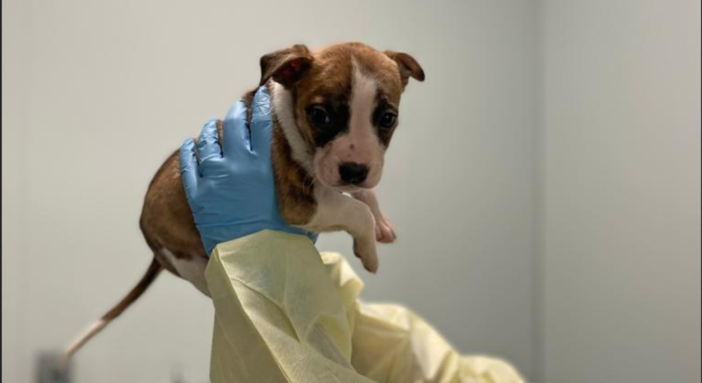 six-week-old puppy accused of killing Kiyanna Winfield