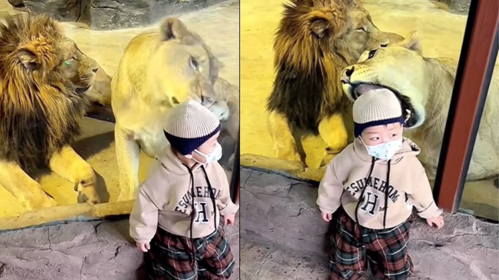 lion tried to eat toddler