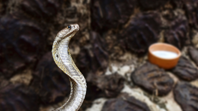 Indian cobra snake outside in the woods