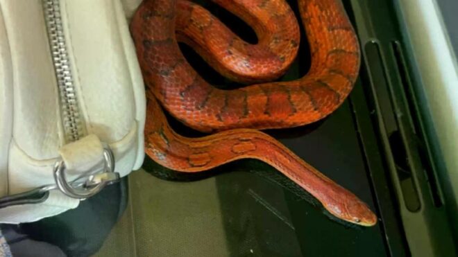 snake birthday party