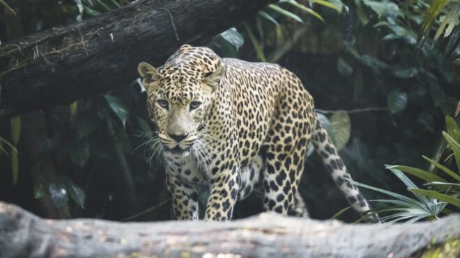 Leopard