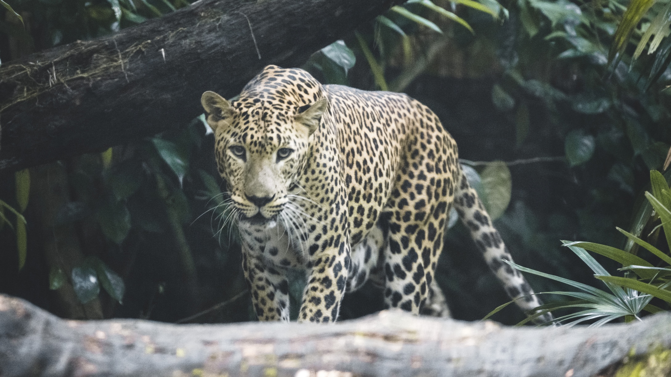 Leopard