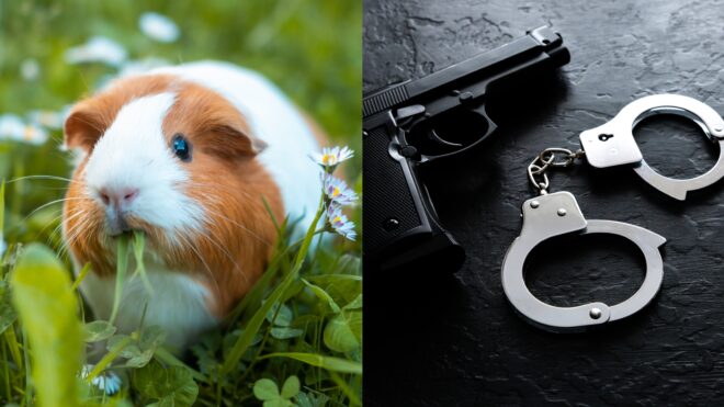 guinea pig, gun violence arrest