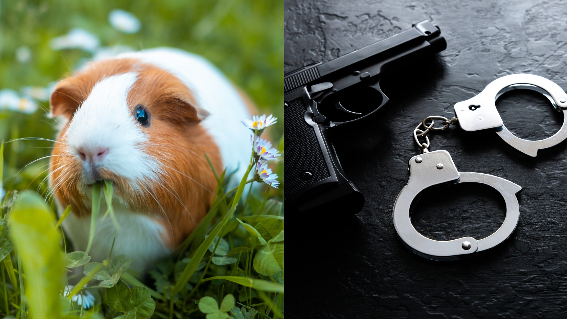 guinea pig, gun violence arrest