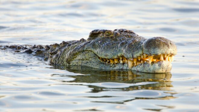 crocodile