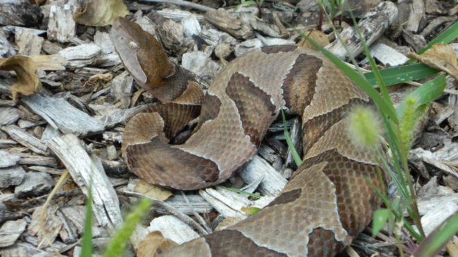 copperhead snake in grass and mulch