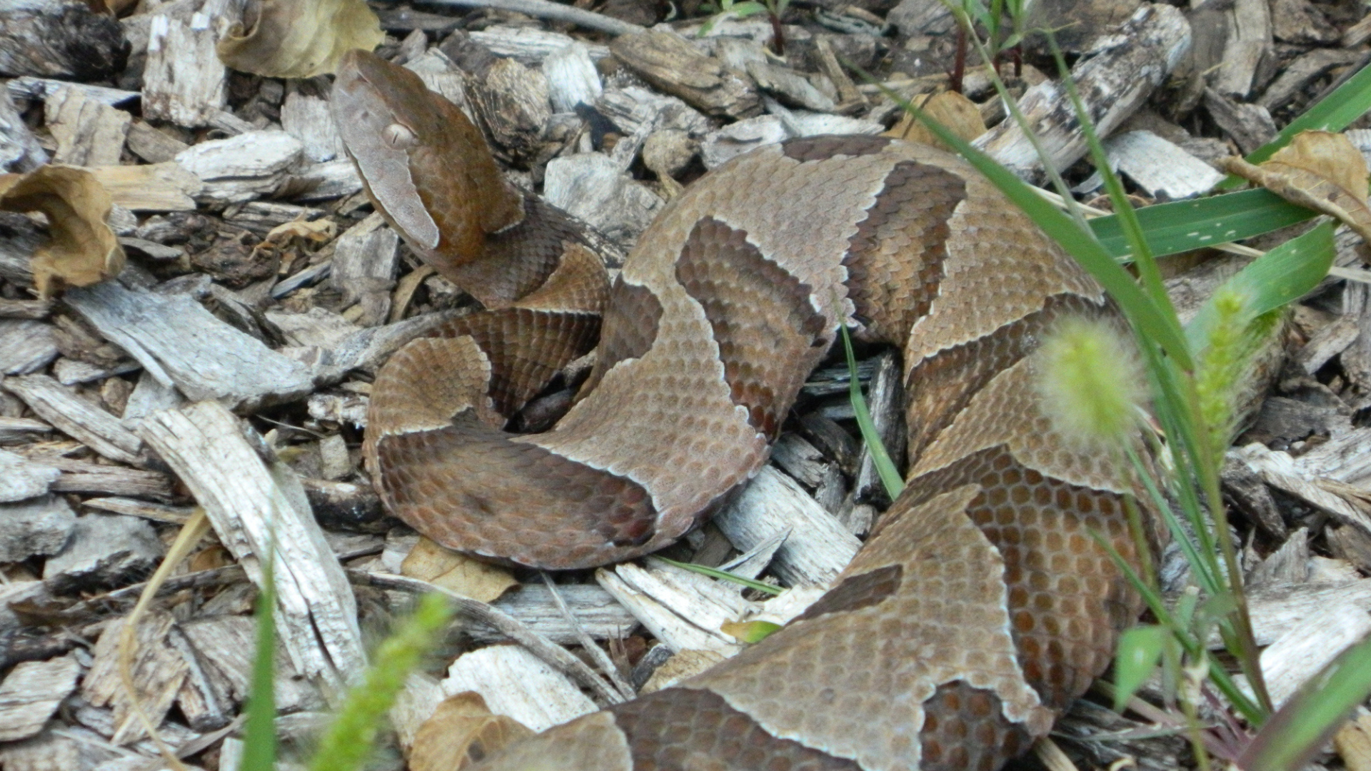 copperhead snake in grass and mulch