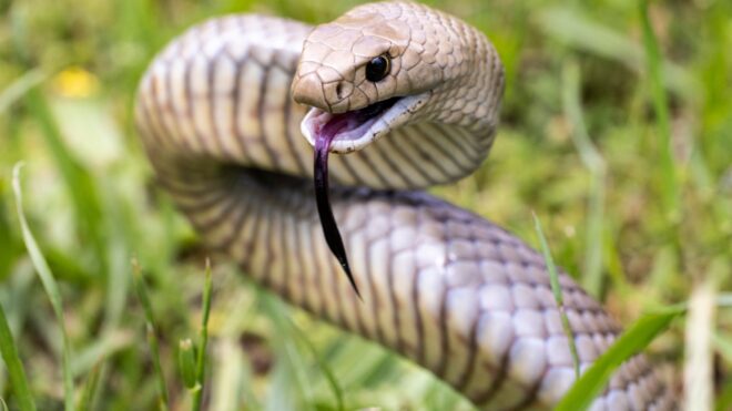 Highly Venomous Eastern Brown Snake: