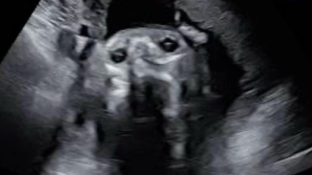 dog ultrasound photo