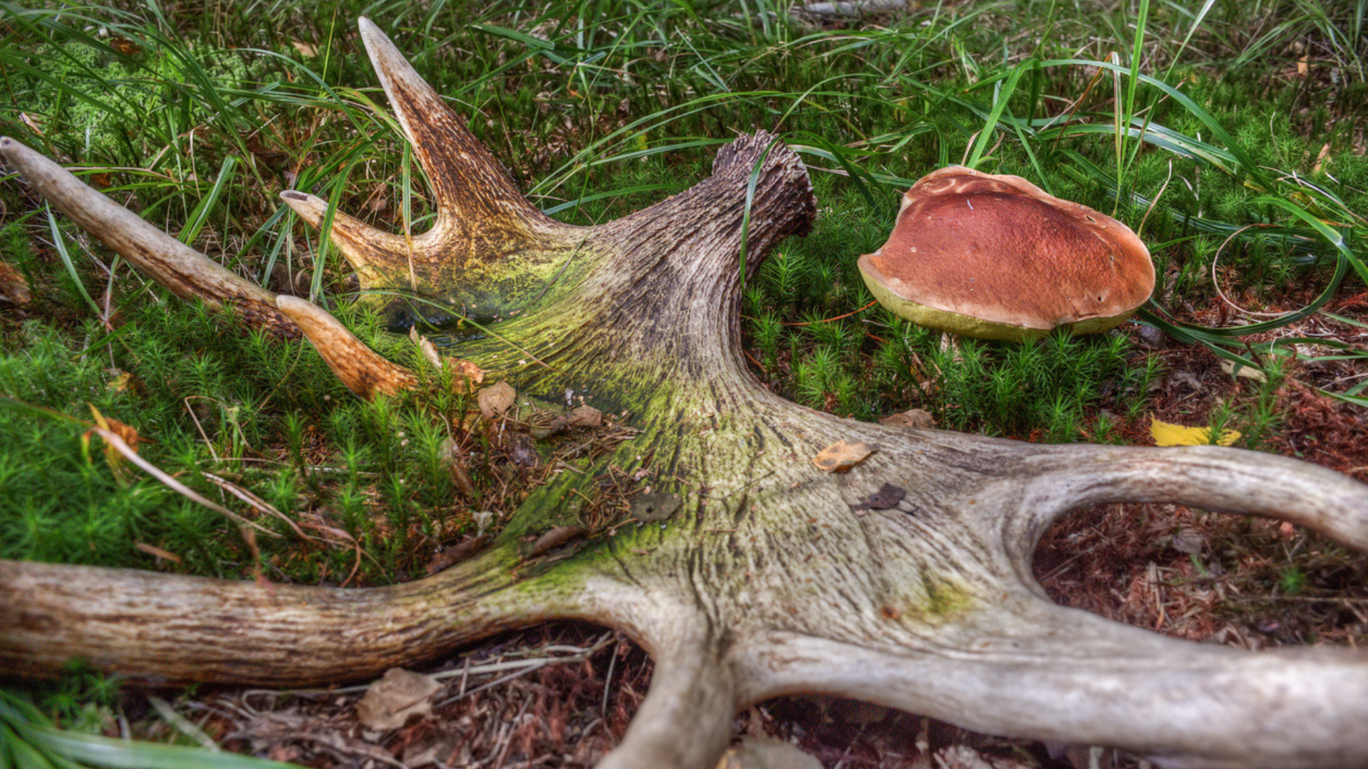 discarded animal antler in grass