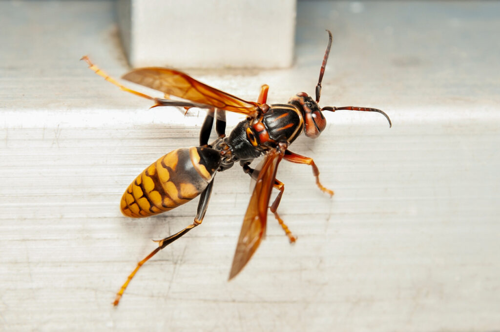 Close-up of Asian Giant Hornet or Japanese Giant Hornet (Vespa mandarinia japonica). In japanese it is known as the oosuzumebachi literally "giant sparrow bee".