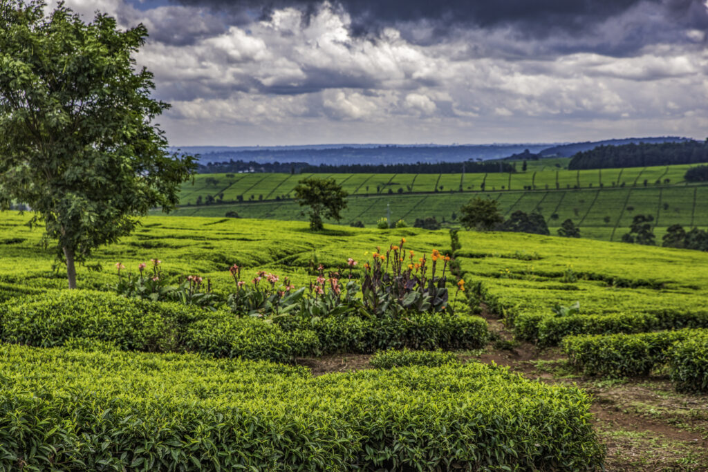 Bushes planted in straight lines in fertile soil. Storm in distance.