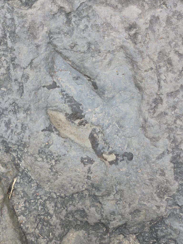 dinosaur footprints holyoke