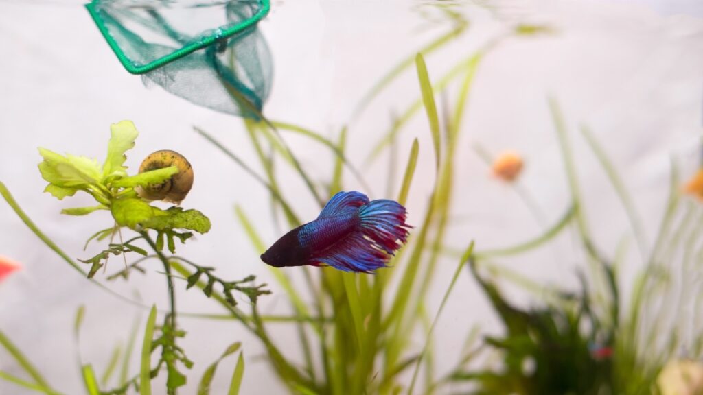 betta fish