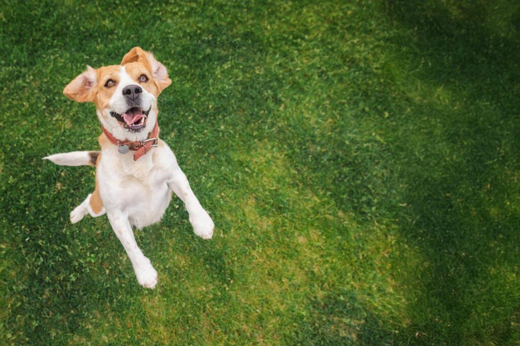 dog in yard