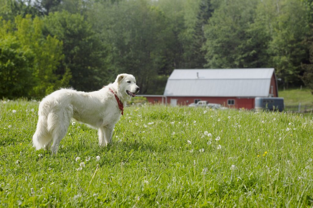 dog on a farm