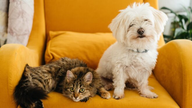 pets
