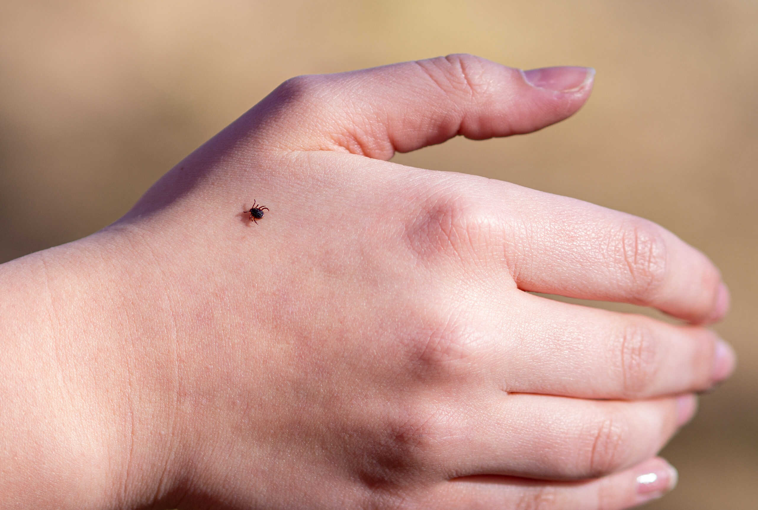 tick