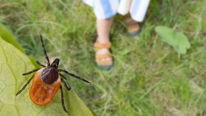 tick
