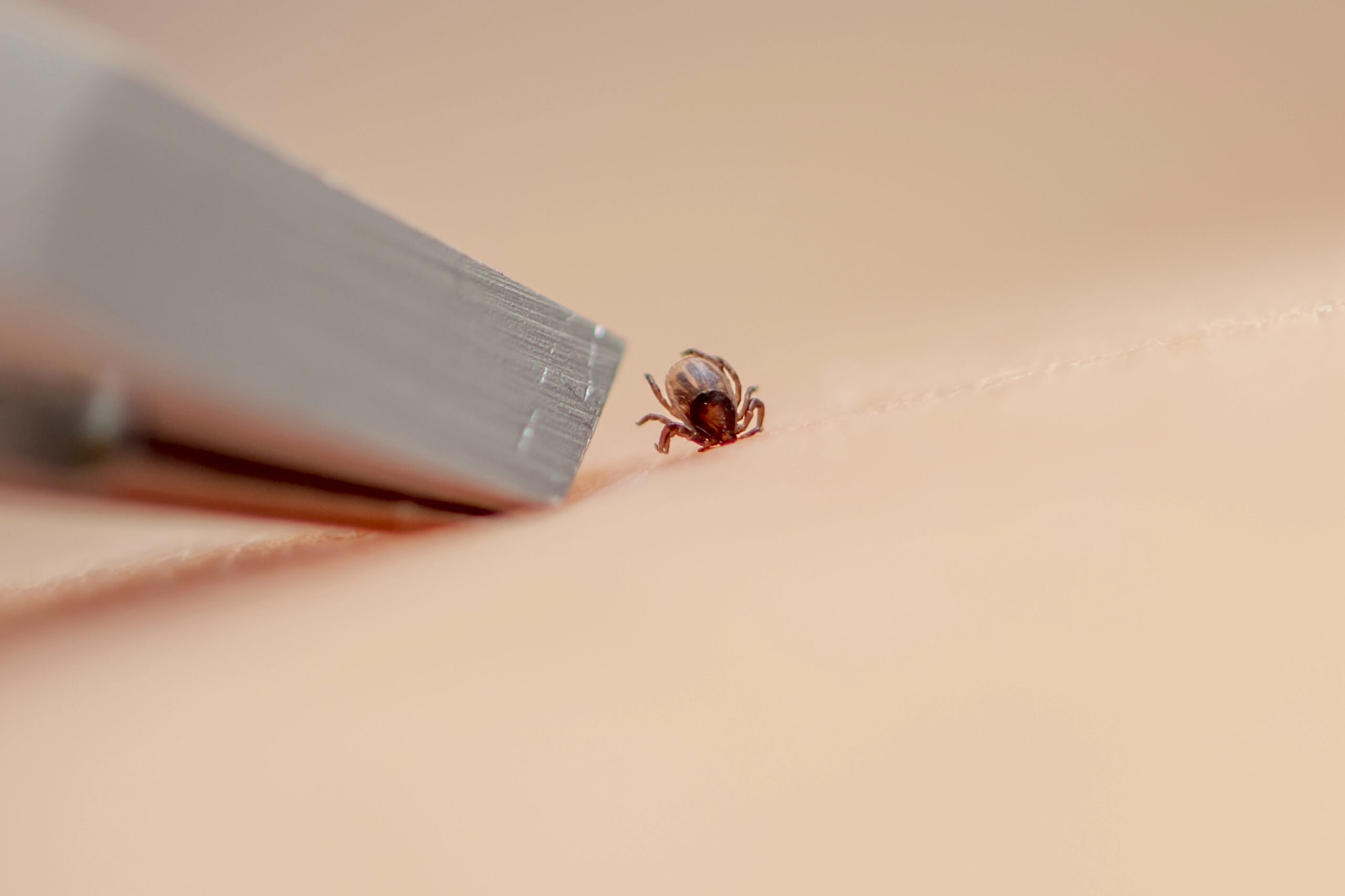 tick