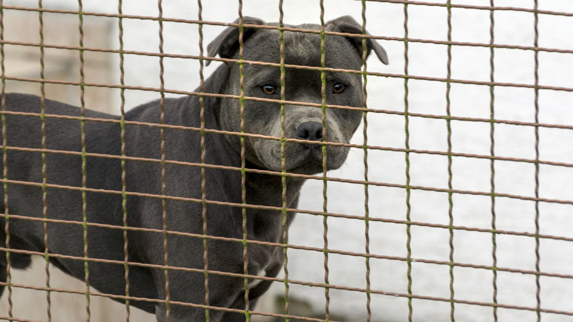 pitt bull behind fence